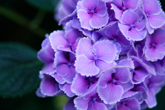 紫陽花