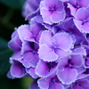 紫陽花