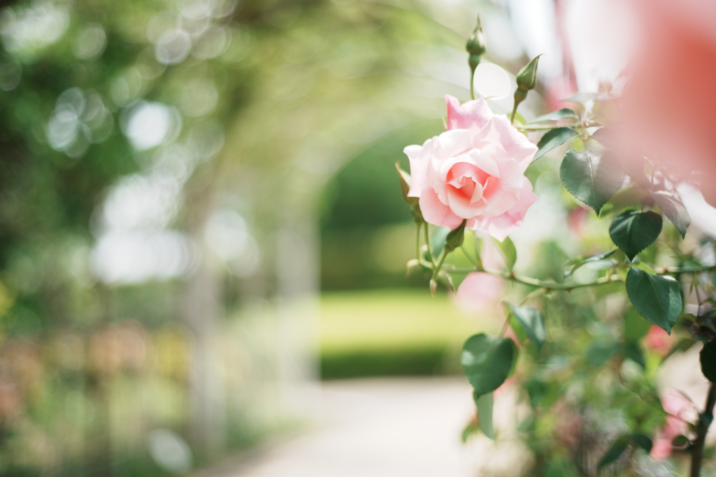 Rose Gardenにて