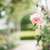 Rose Gardenにて
