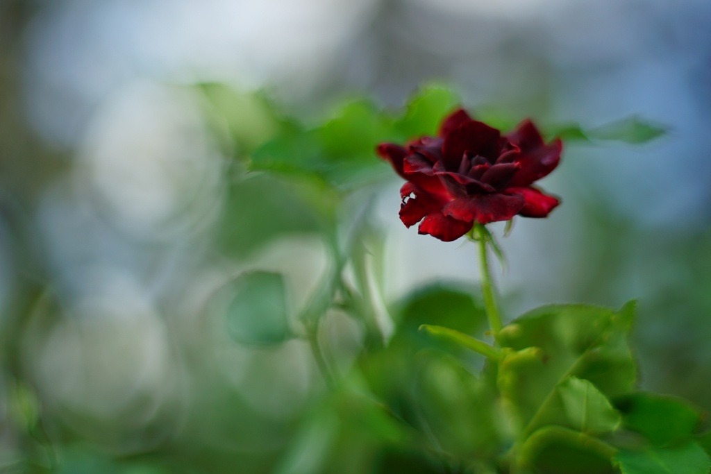 真紅の薔薇