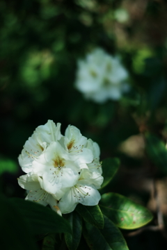 石楠花（白）