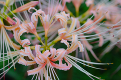 ピンクの曼珠沙華