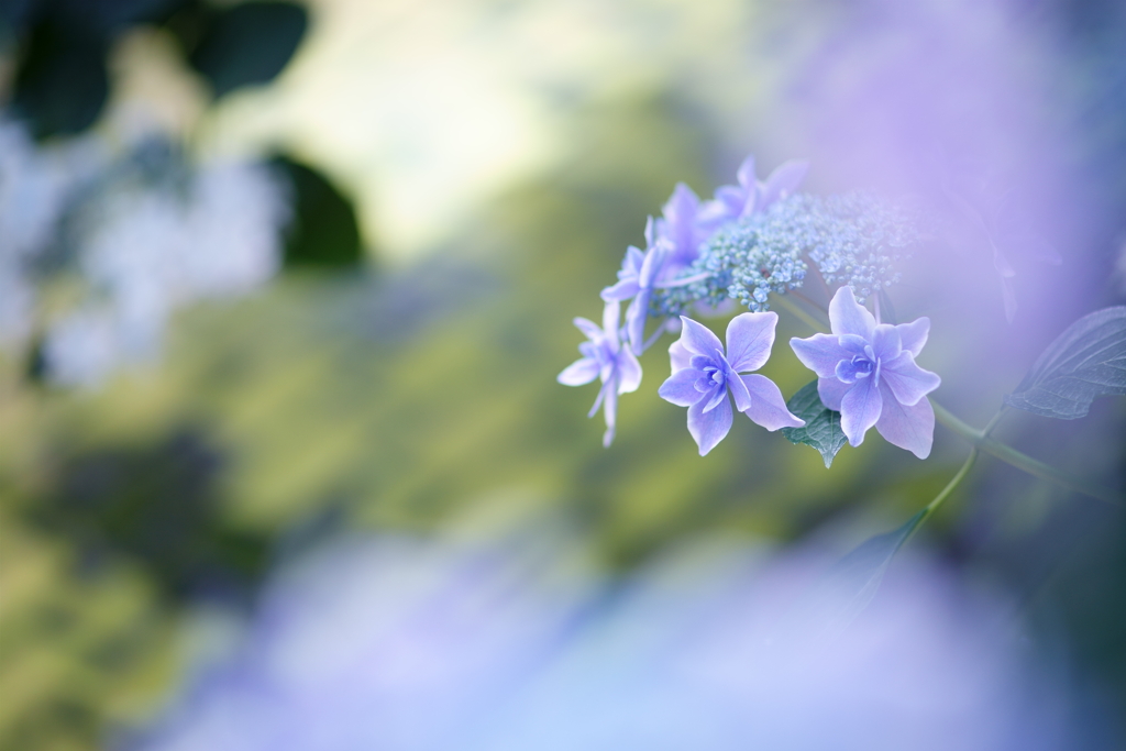 温室の紫陽花