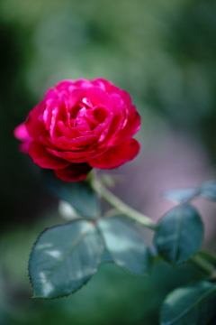 夏の薔薇