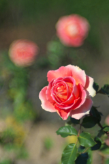a Rose 3