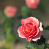 a Rose 3