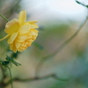 1 rose