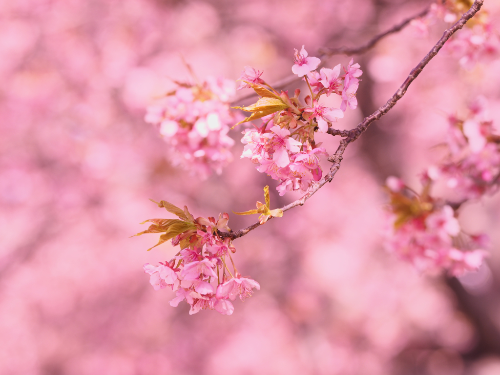 春の風に揺れて