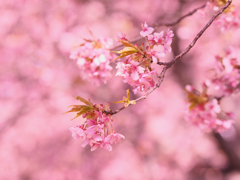 春の風に揺れて
