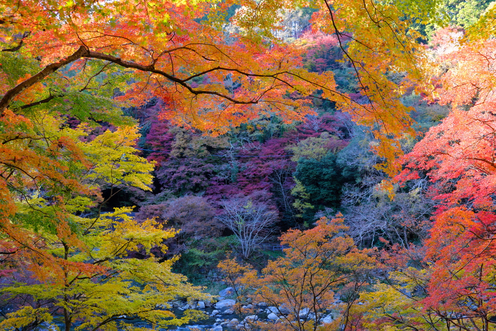 香嵐渓の紅葉　3