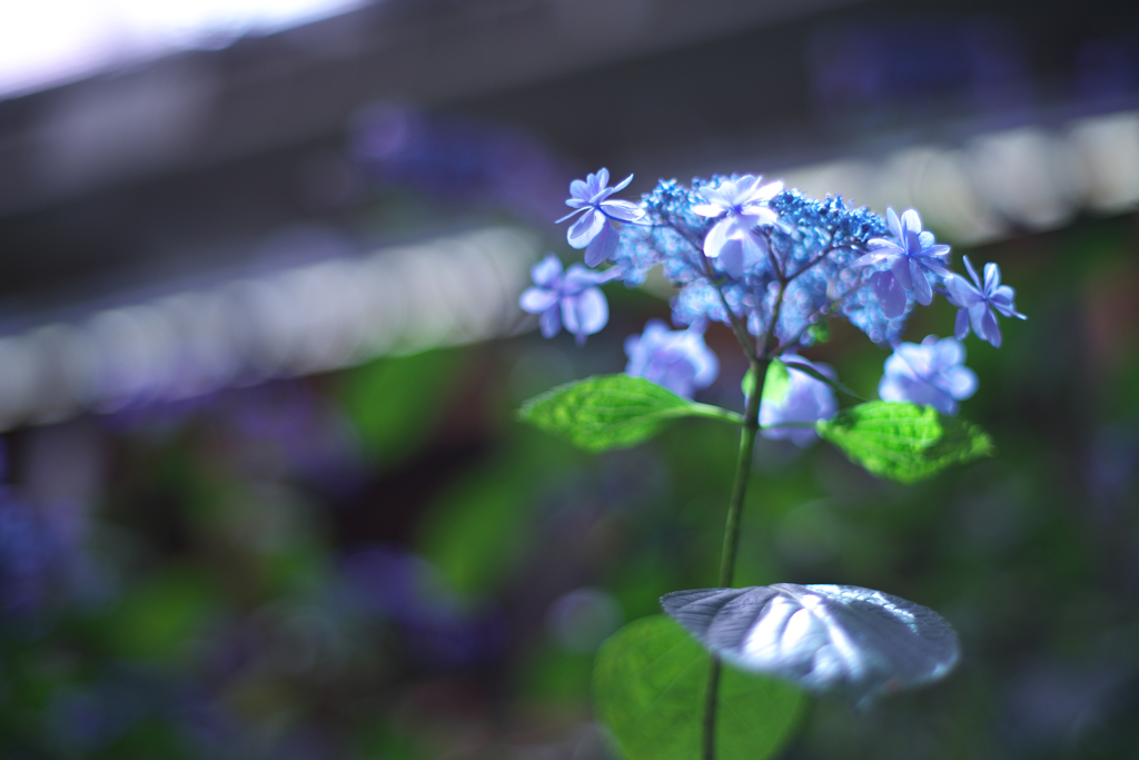 ブルーな紫陽花