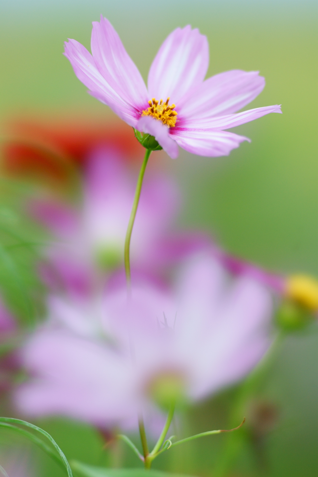 秋桜