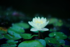 Water lily
