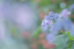 温室の紫陽花