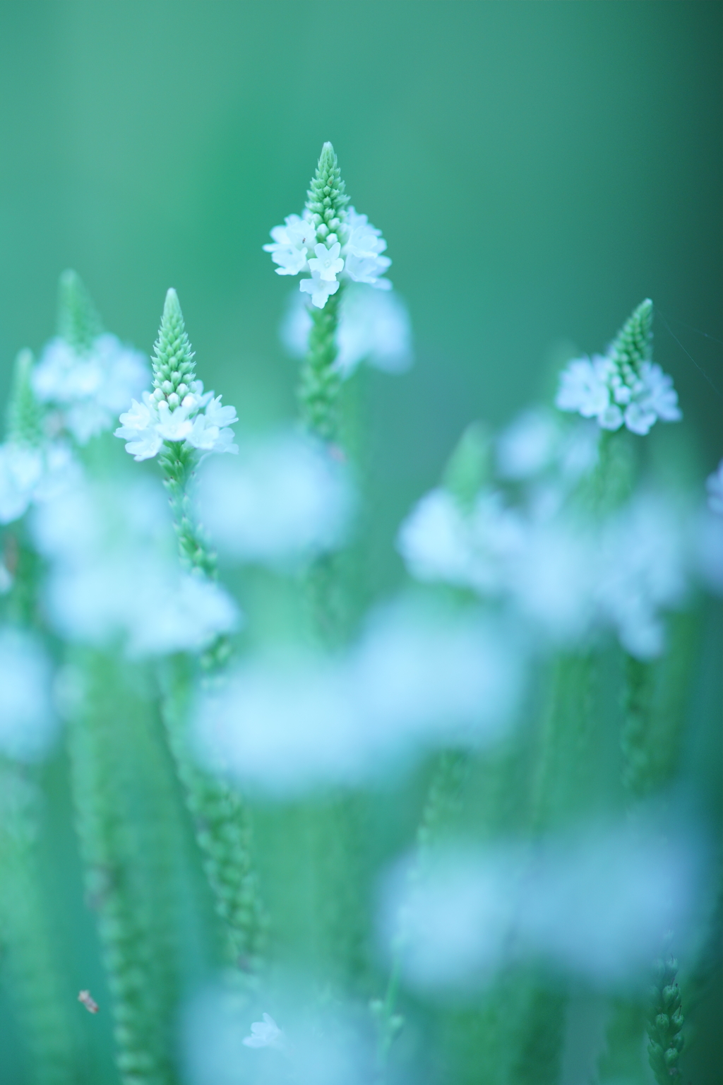 とんがり帽子の花