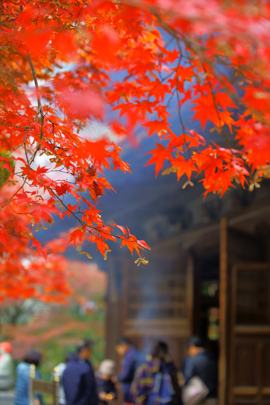 定光寺の紅葉