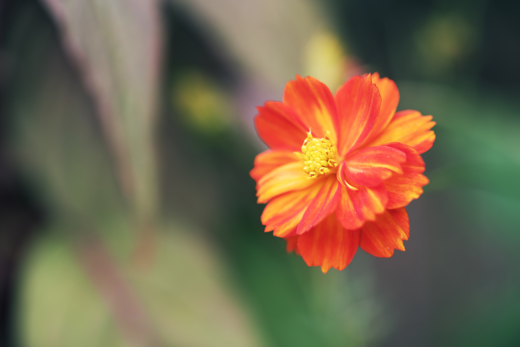 cosmos