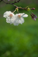 桜咲く