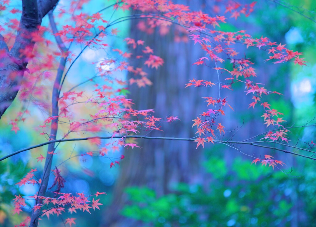 法多山の紅葉