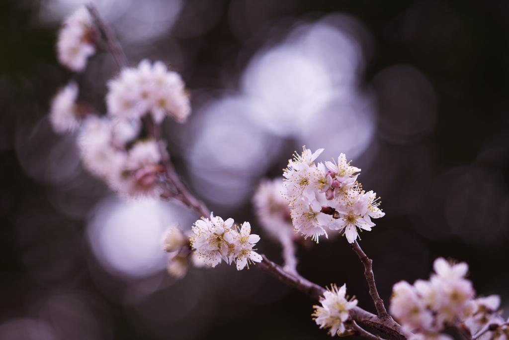 さくら花開く