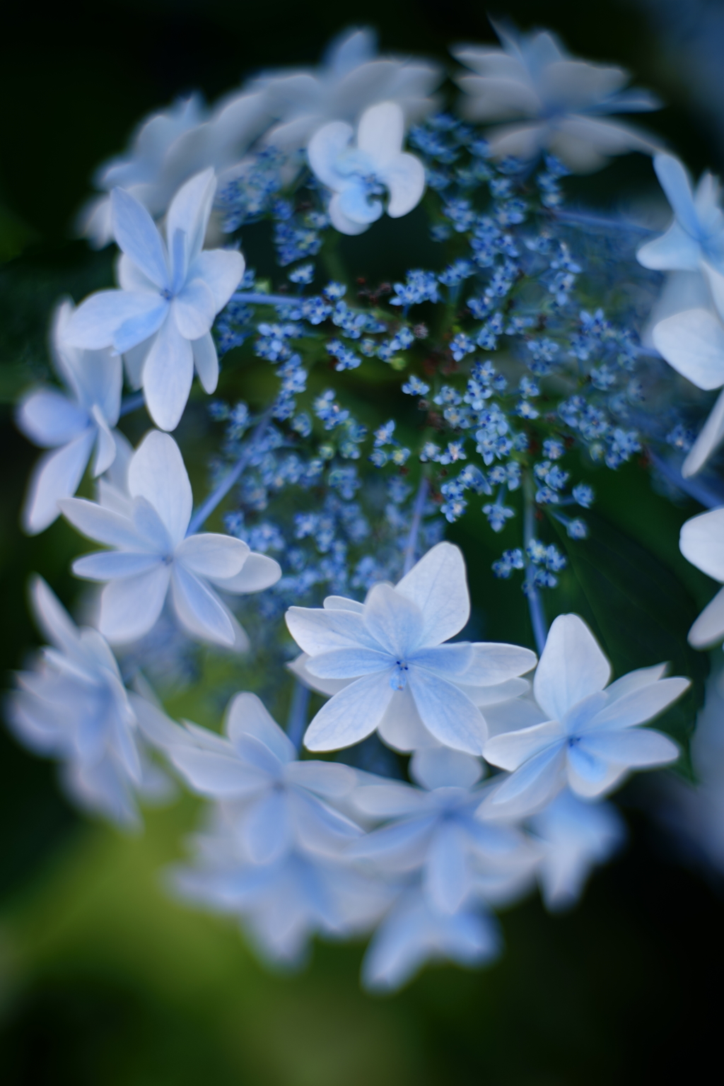 紫陽花