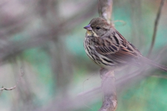 森で見つけた鳥さん