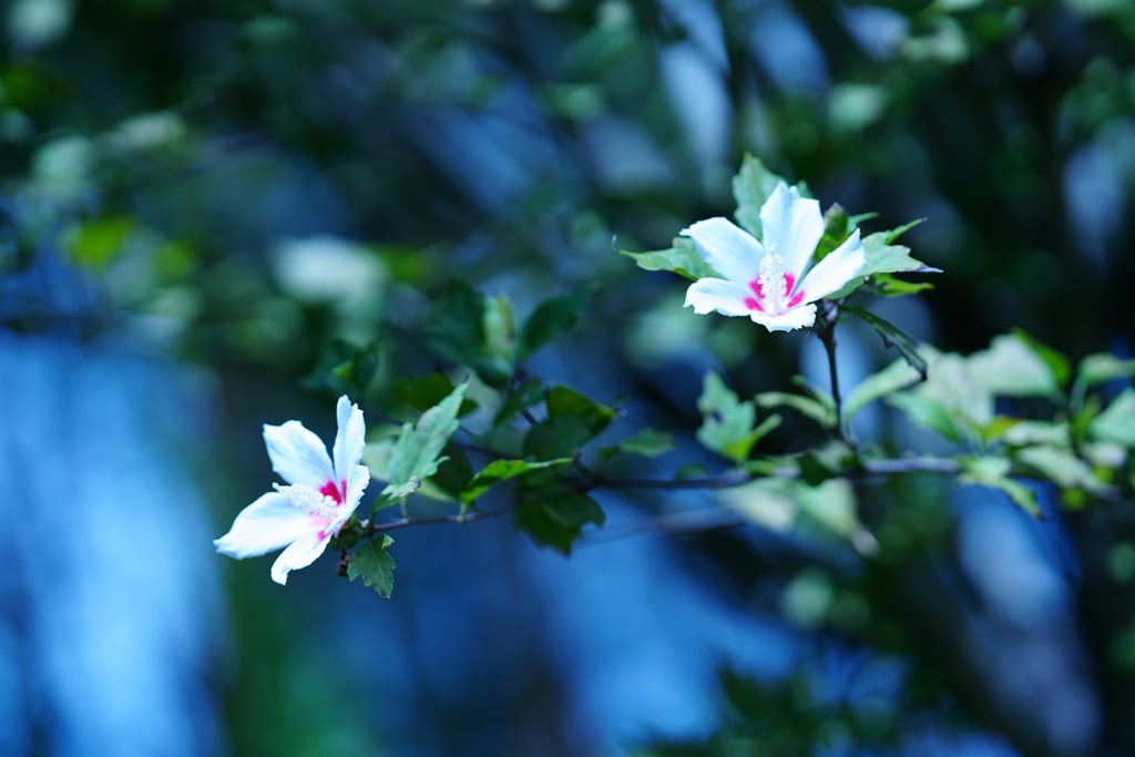 delicate beauty