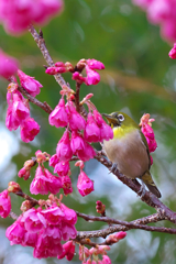 寒緋桜とメジロさん