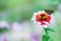 セセリンとジニア セセリンとジニア