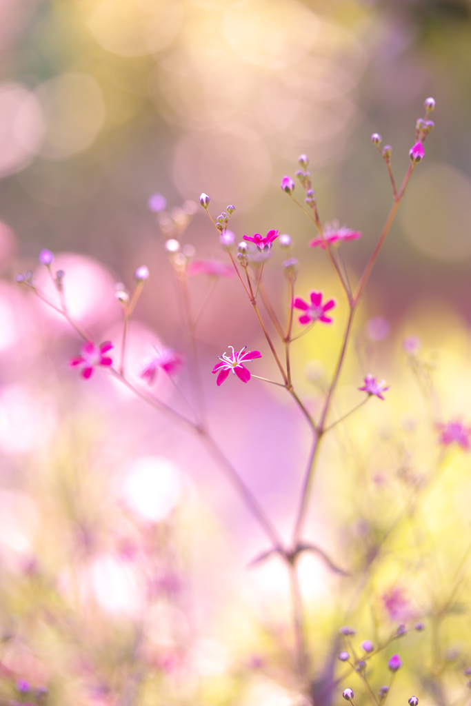 陽だまりの小さな花