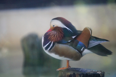 動物園の鳥さん　11　オシドリさん