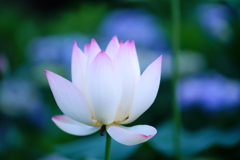 lotus flower