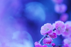 木漏れ日に紅梅　Ⅱ