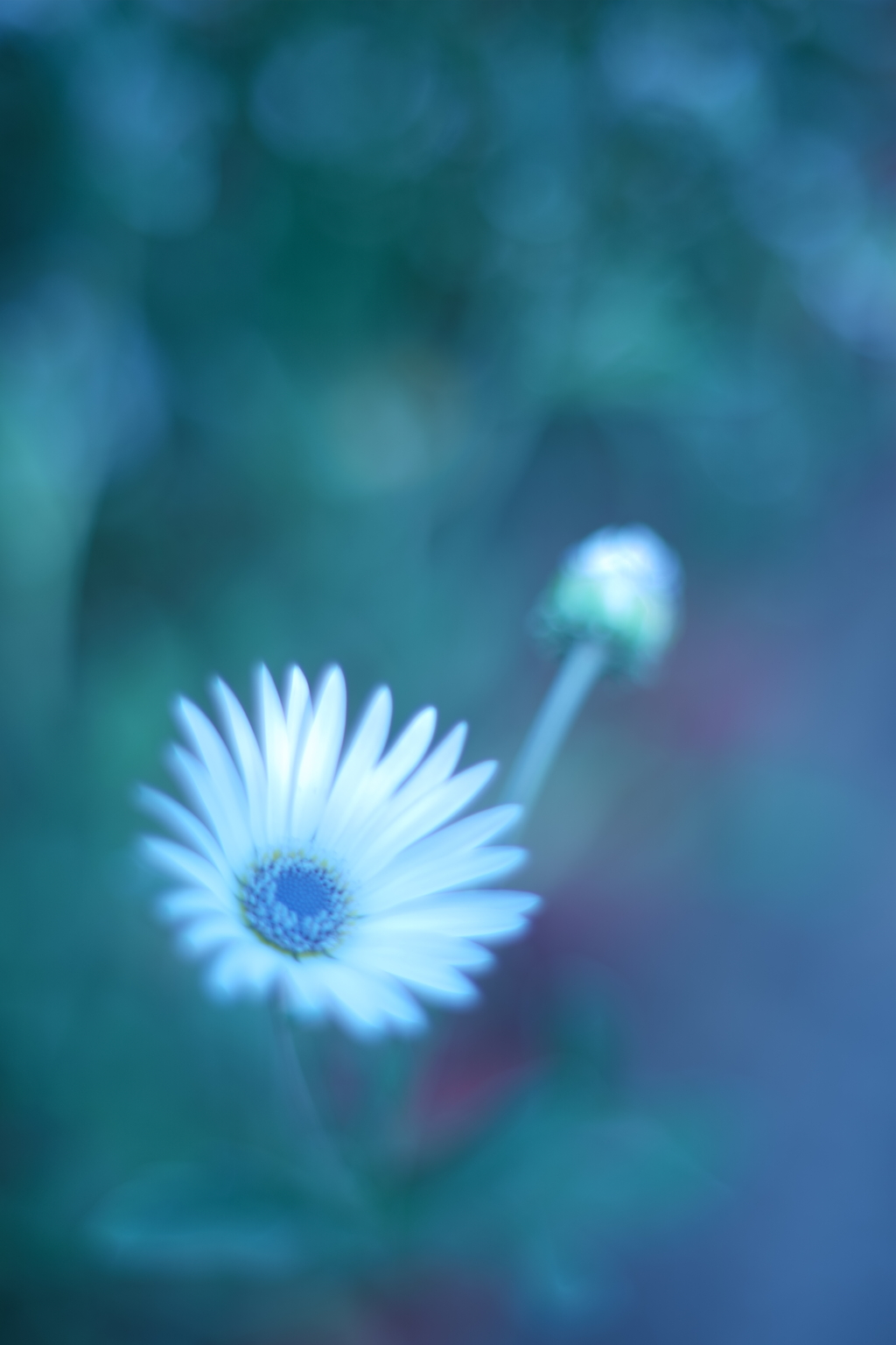 白い花