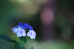 妙法寺の紫陽花　思わず合掌　