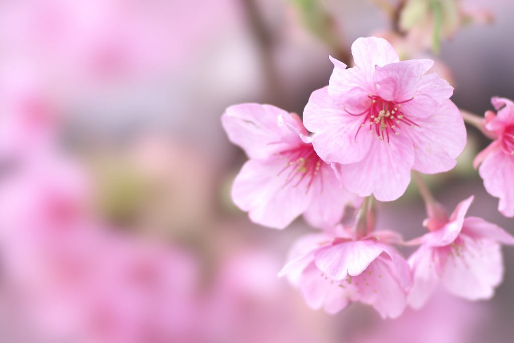 河津桜