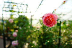 a rose