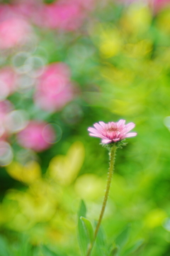 shyness