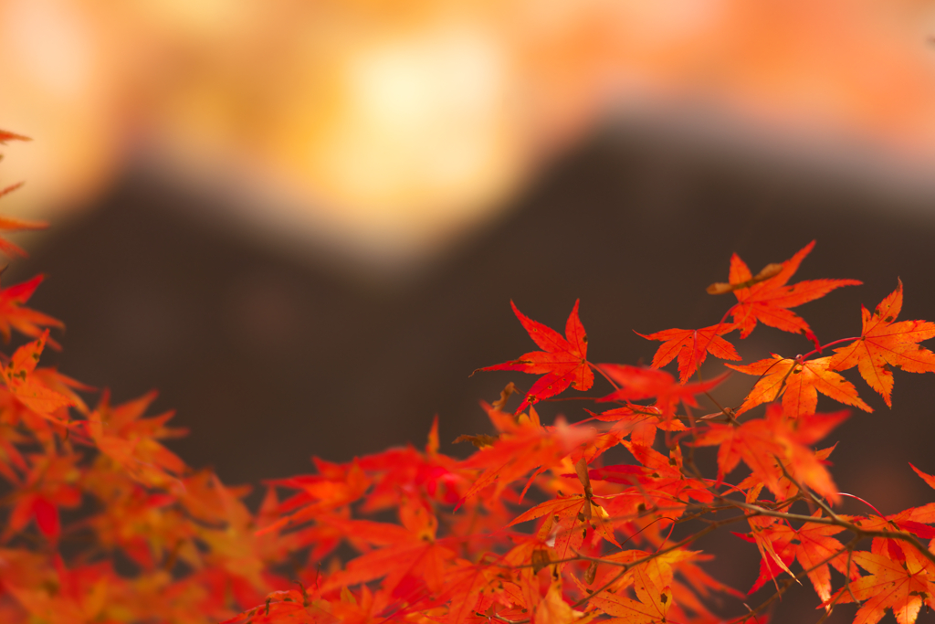 秋色に染まって