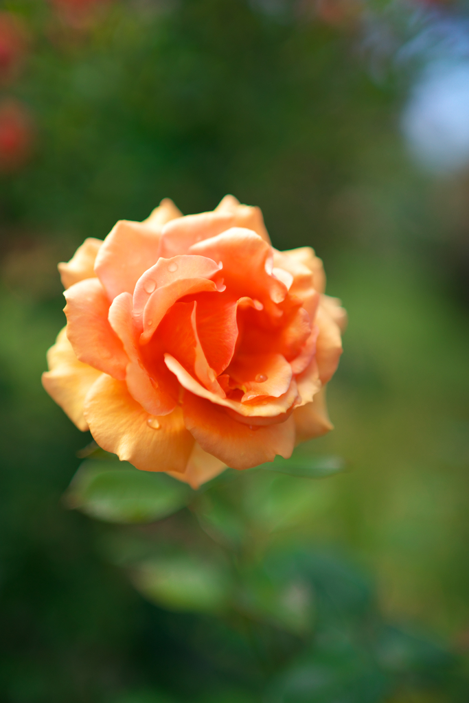 雨上がりの薔薇