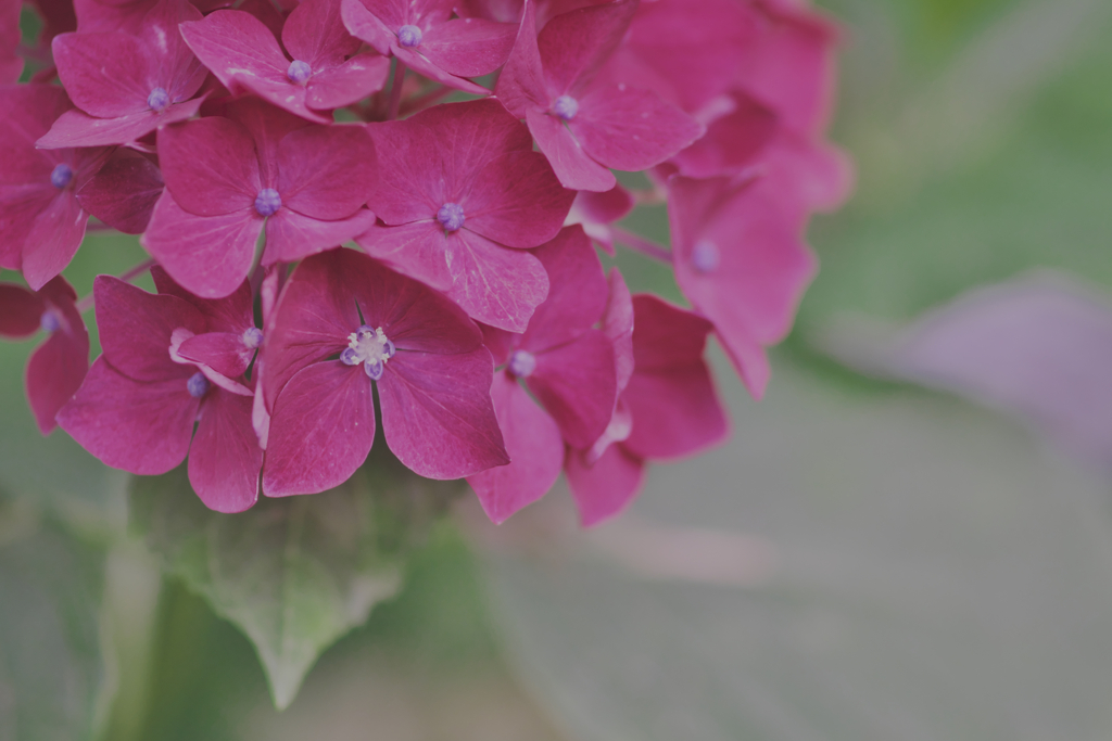 紫陽花