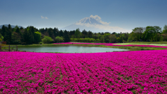 富士芝桜まつり