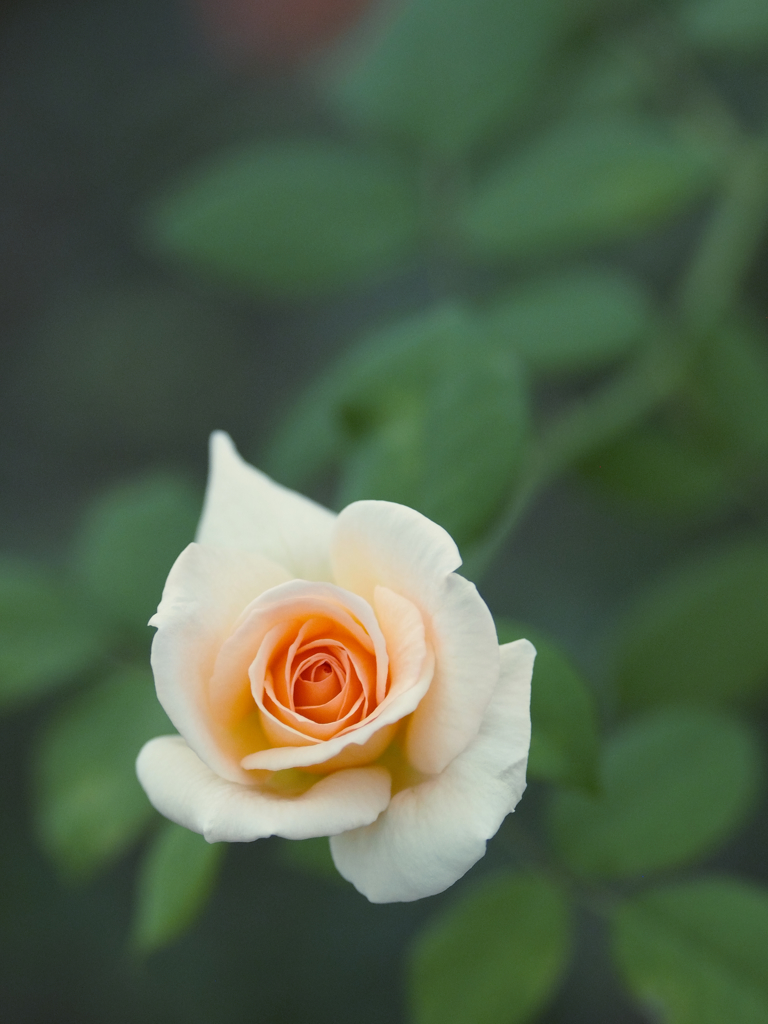 癒しの花
