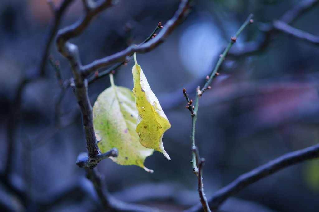 yellow leaf