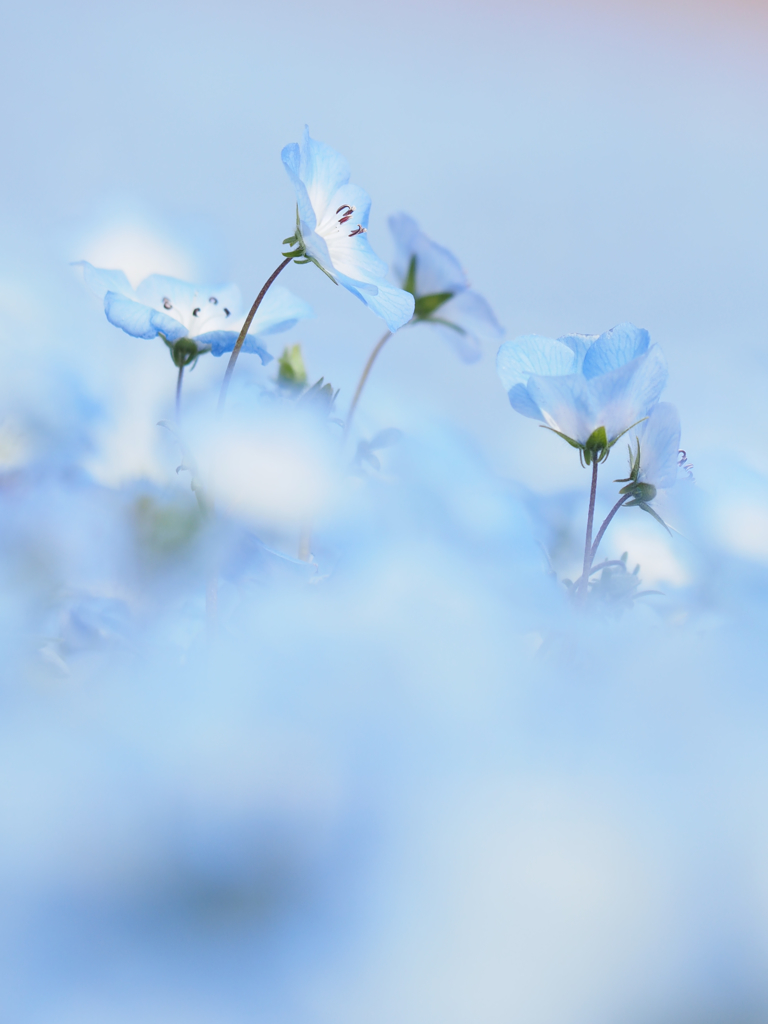 Blue Whisper