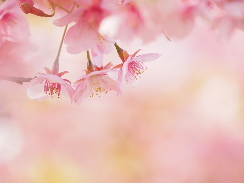 桜三姉妹