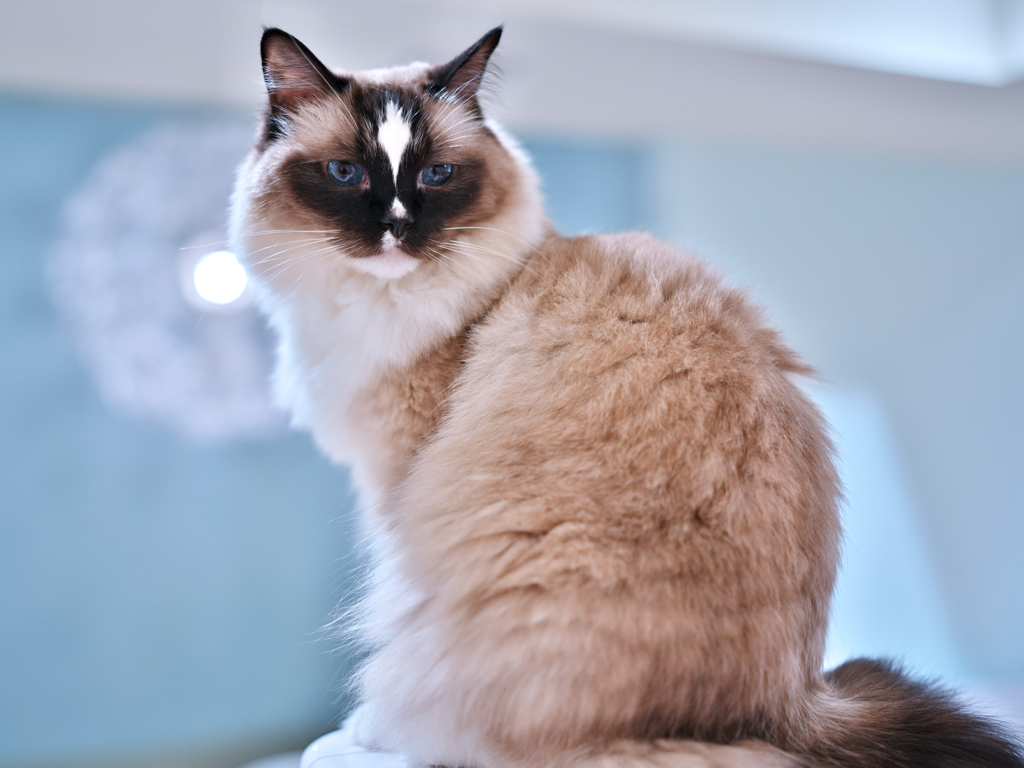 ブルーアイズ　3