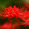 red beard