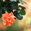 One rose